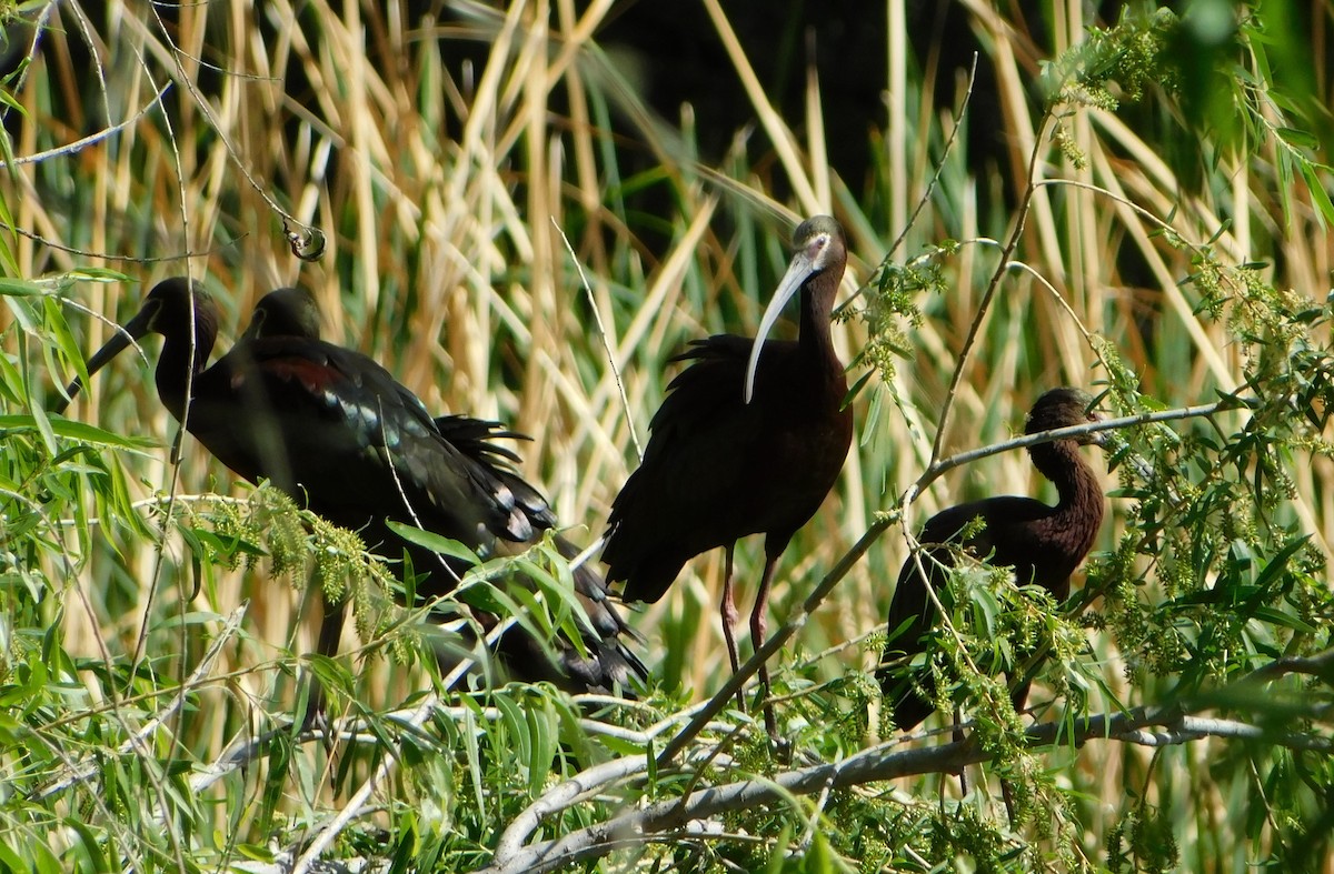 White-faced Ibis - ML336180711