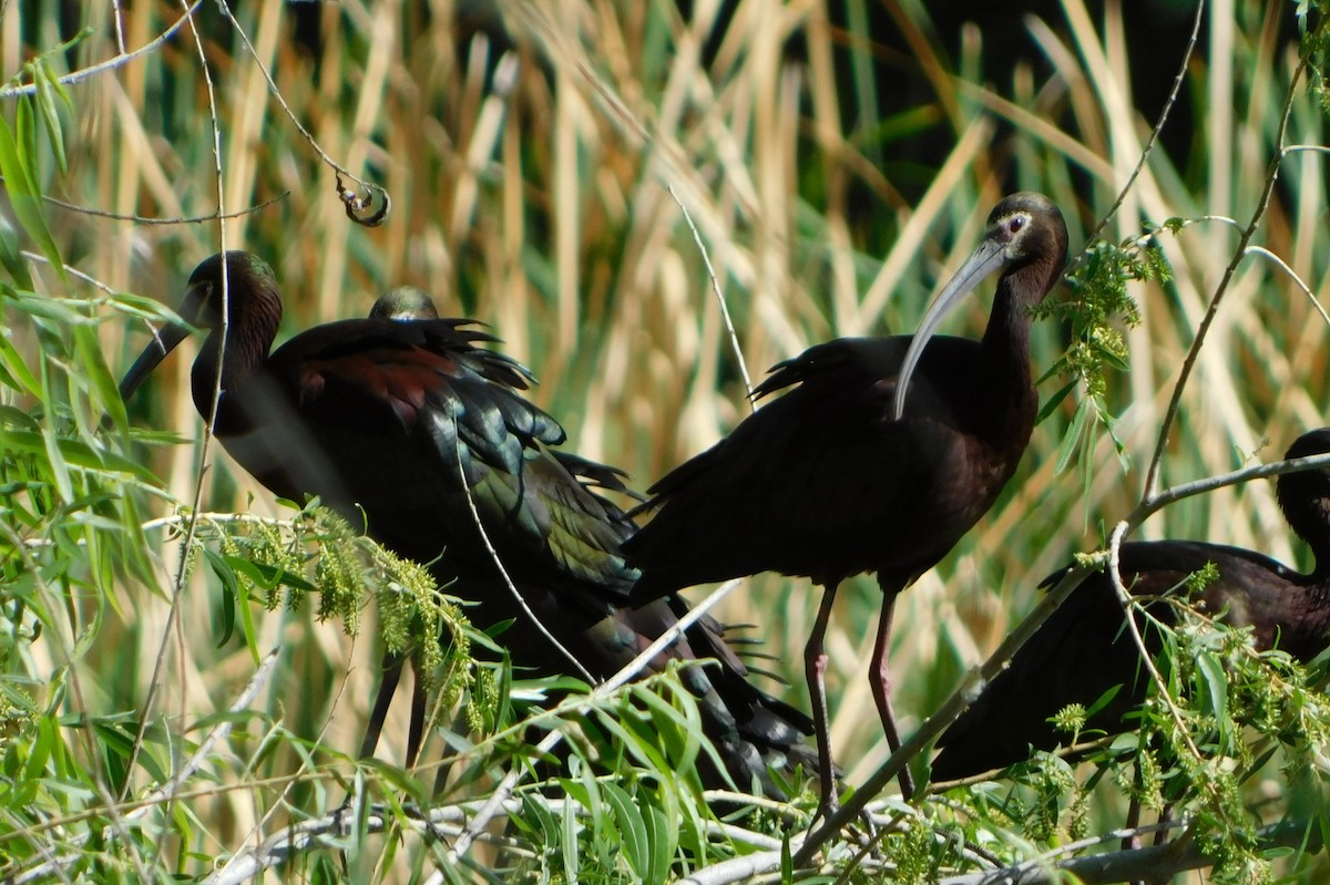 White-faced Ibis - ML336180731