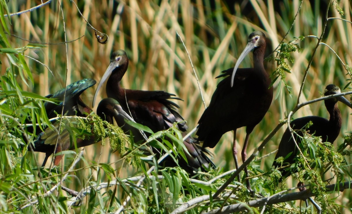 White-faced Ibis - ML336180791