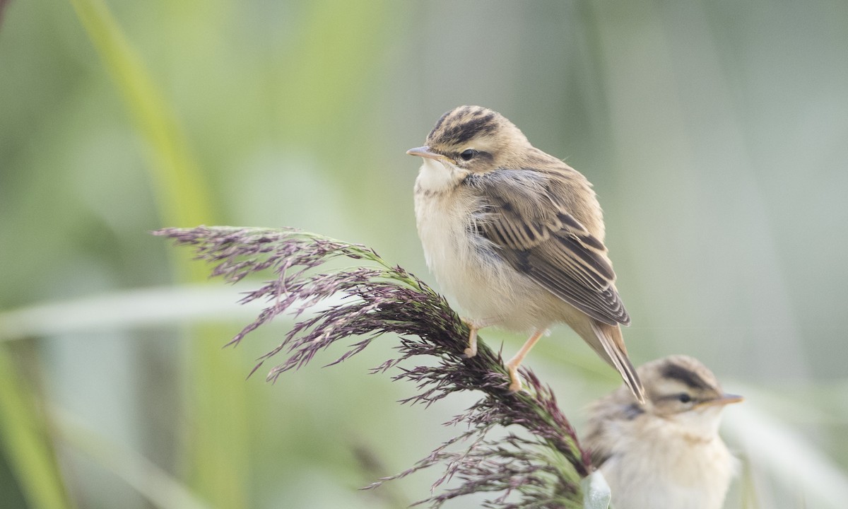 Sedge Warbler - ML33618091