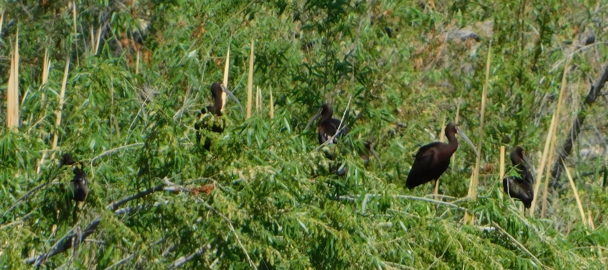 White-faced Ibis - ML336181331