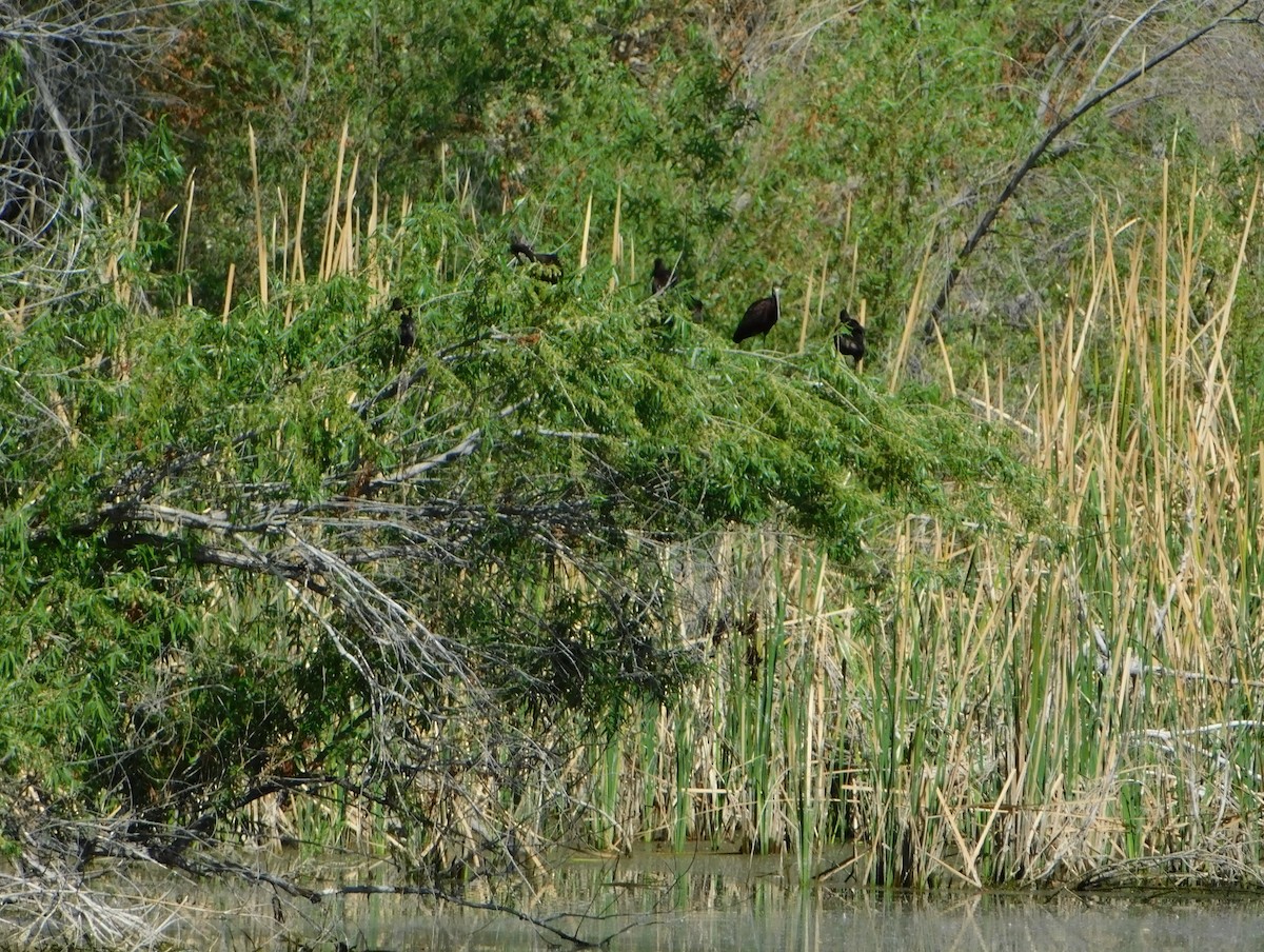 White-faced Ibis - ML336181441