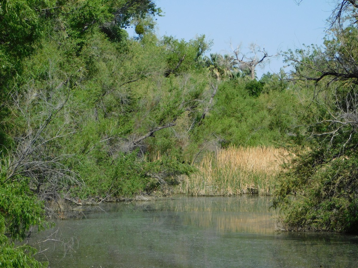 White-faced Ibis - ML336181791