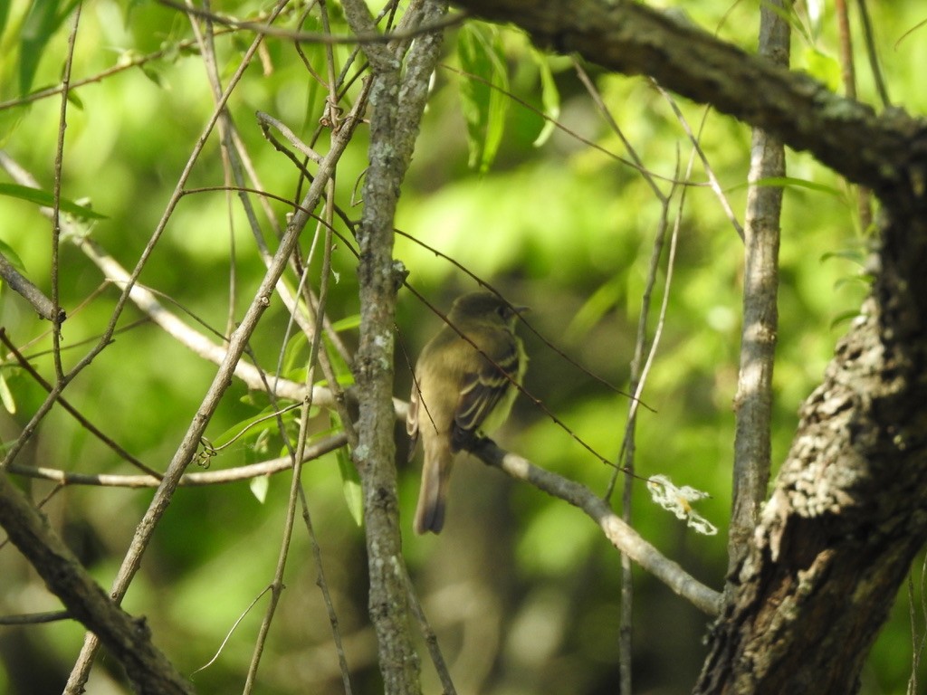 Acadian Flycatcher - ML336182991