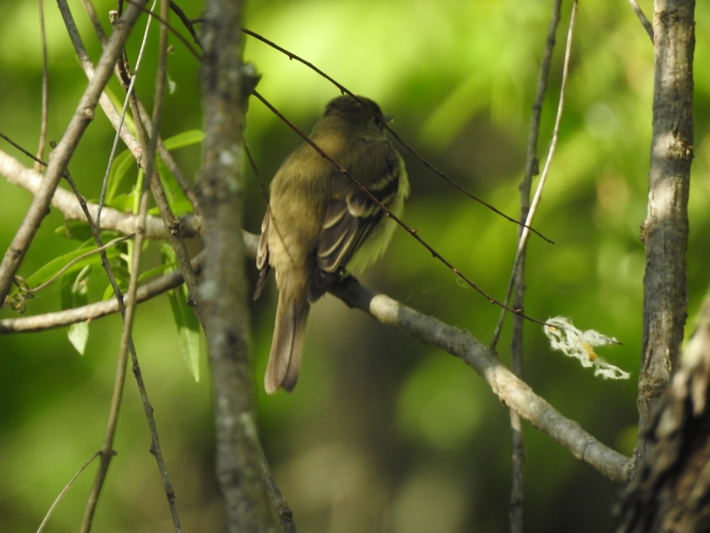 Acadian Flycatcher - ML336183021