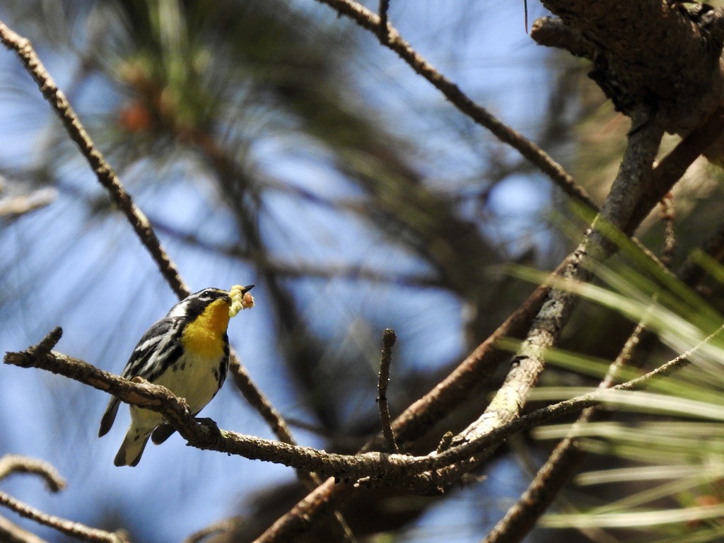 Yellow-throated Warbler - ML336183241