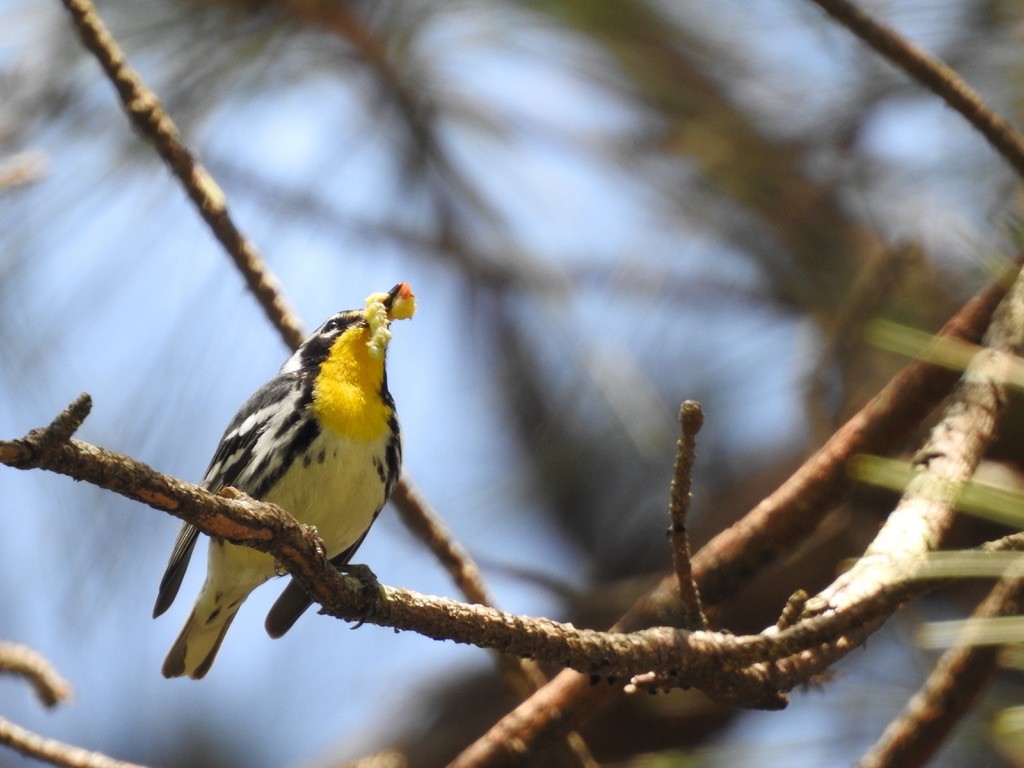 Yellow-throated Warbler - ML336183271