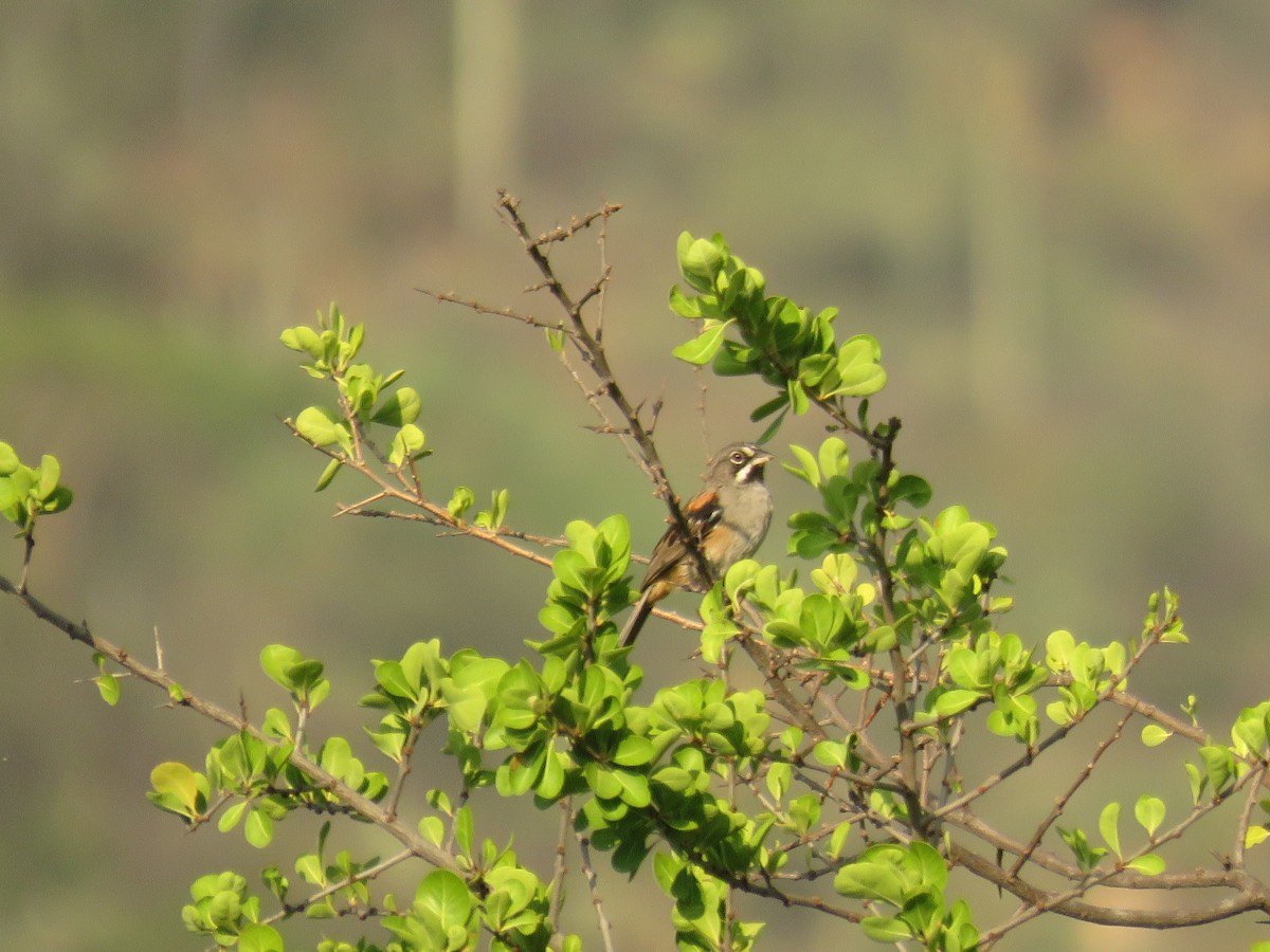 Bridled Sparrow - ML33618331