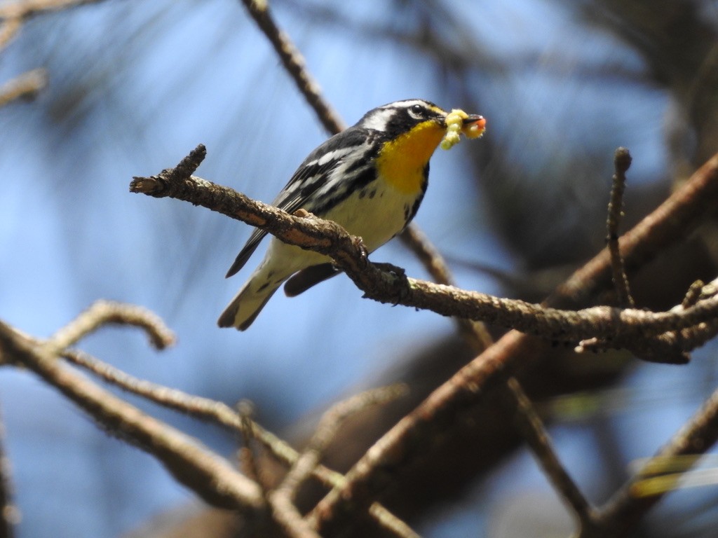 Yellow-throated Warbler - ML336183411