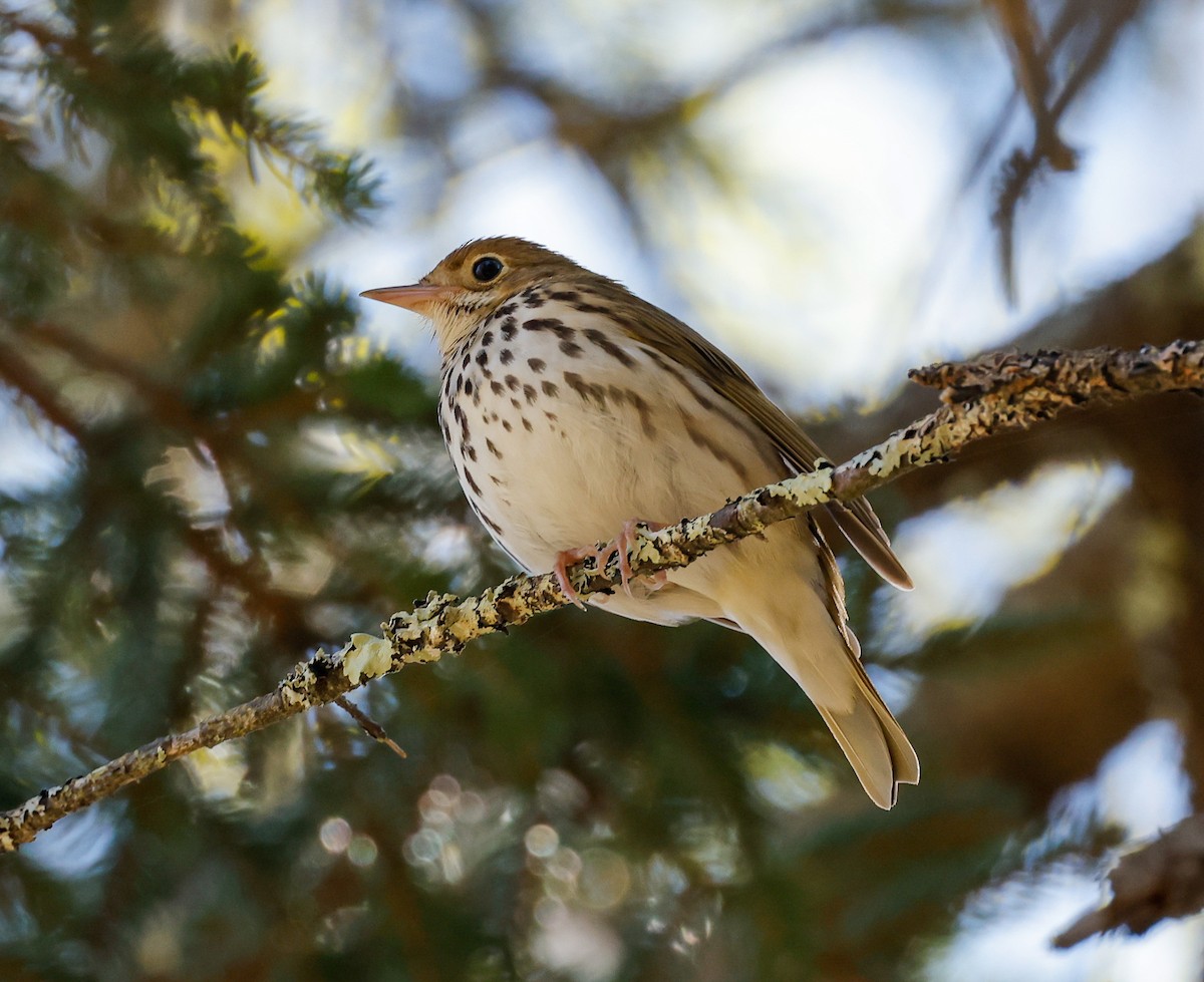 Ovenbird - ML336183501