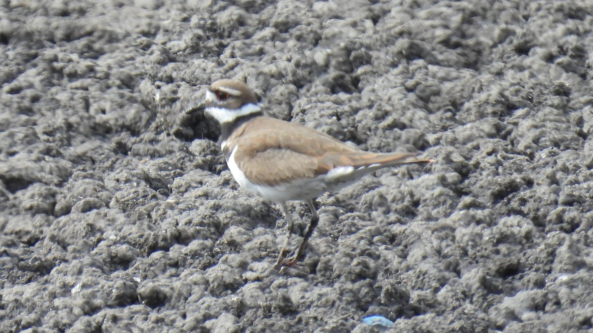 Killdeer - Peter Lypkie