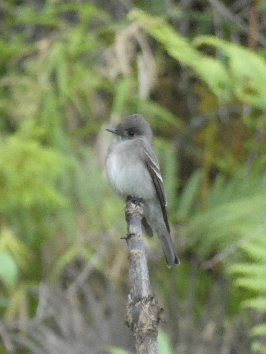 pewee sp. (Contopus sp.) - Mary Jane Gagnier