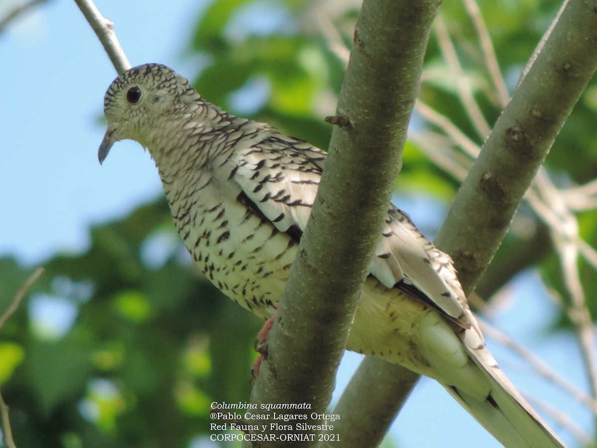 Scaled Dove - ML336184961