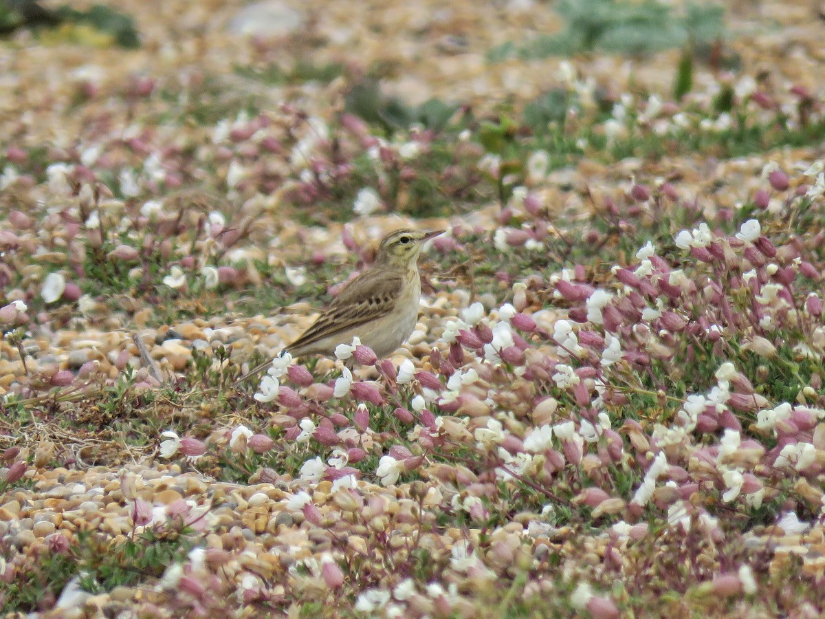 Tawny Pipit - ML336185081