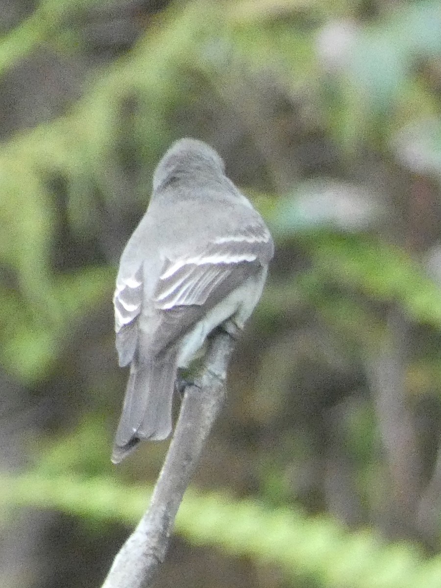 pewee sp. (Contopus sp.) - ML336185141