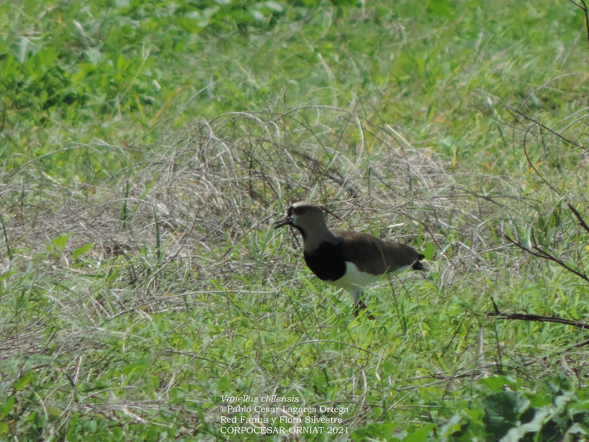 Southern Lapwing - Pablo Cesar Lagares Ortega