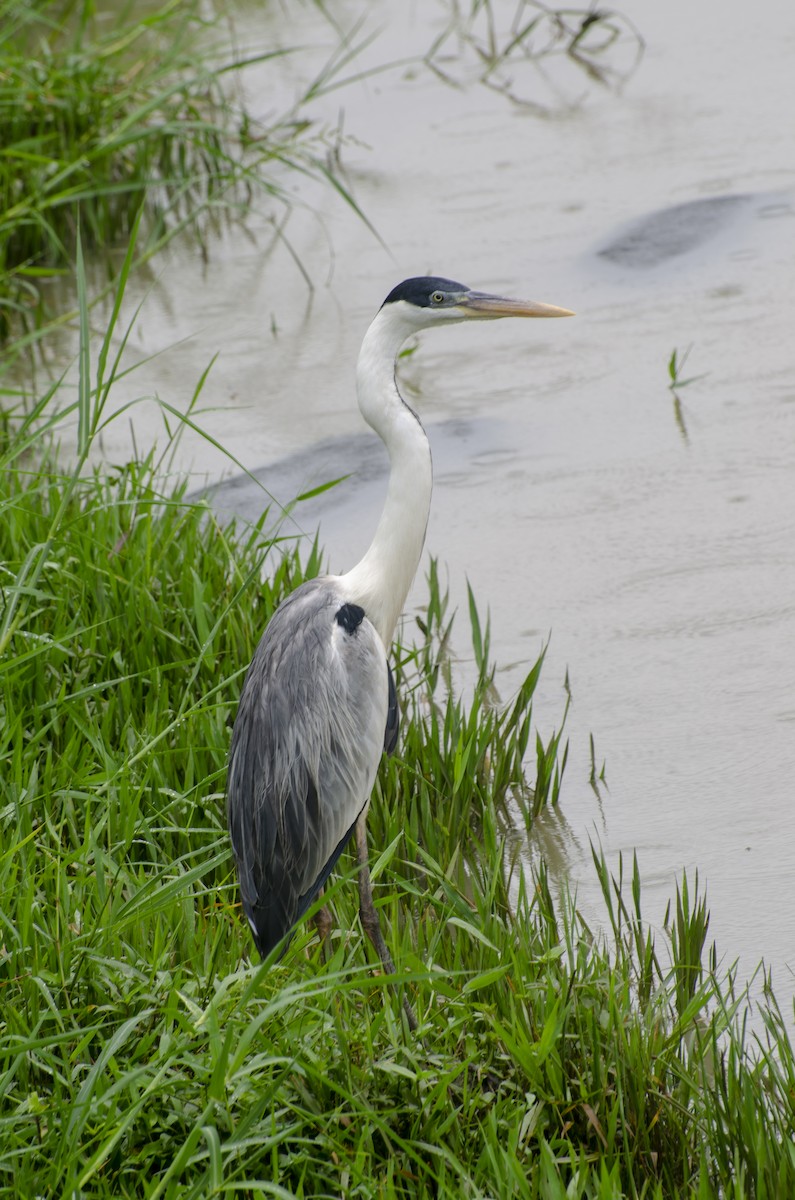 Cocoi Heron - Diego Martinez Aguirre