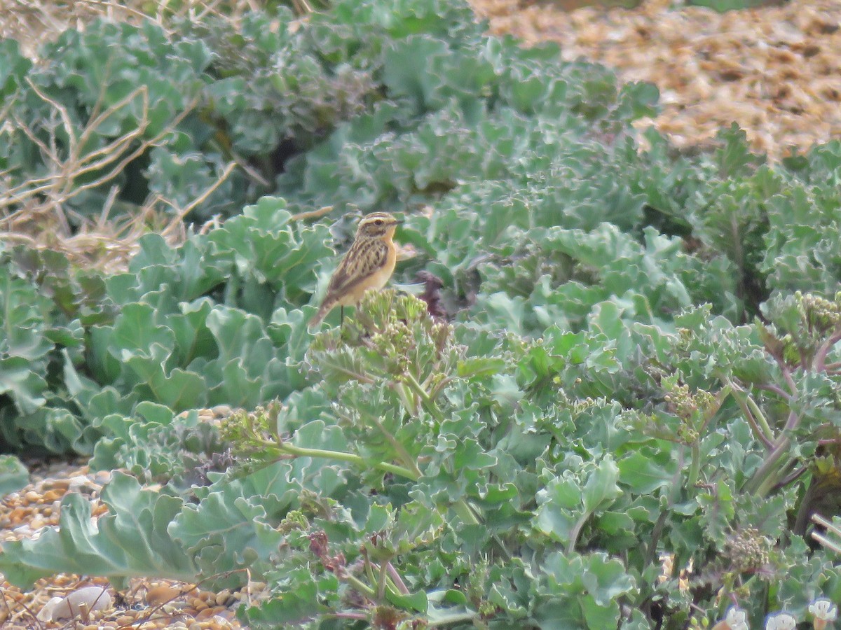Whinchat - ML336186361