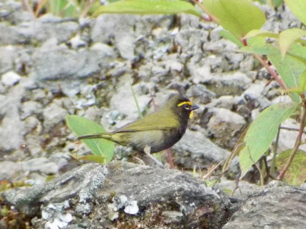 Yellow-faced Grassquit - Mary Jane Gagnier