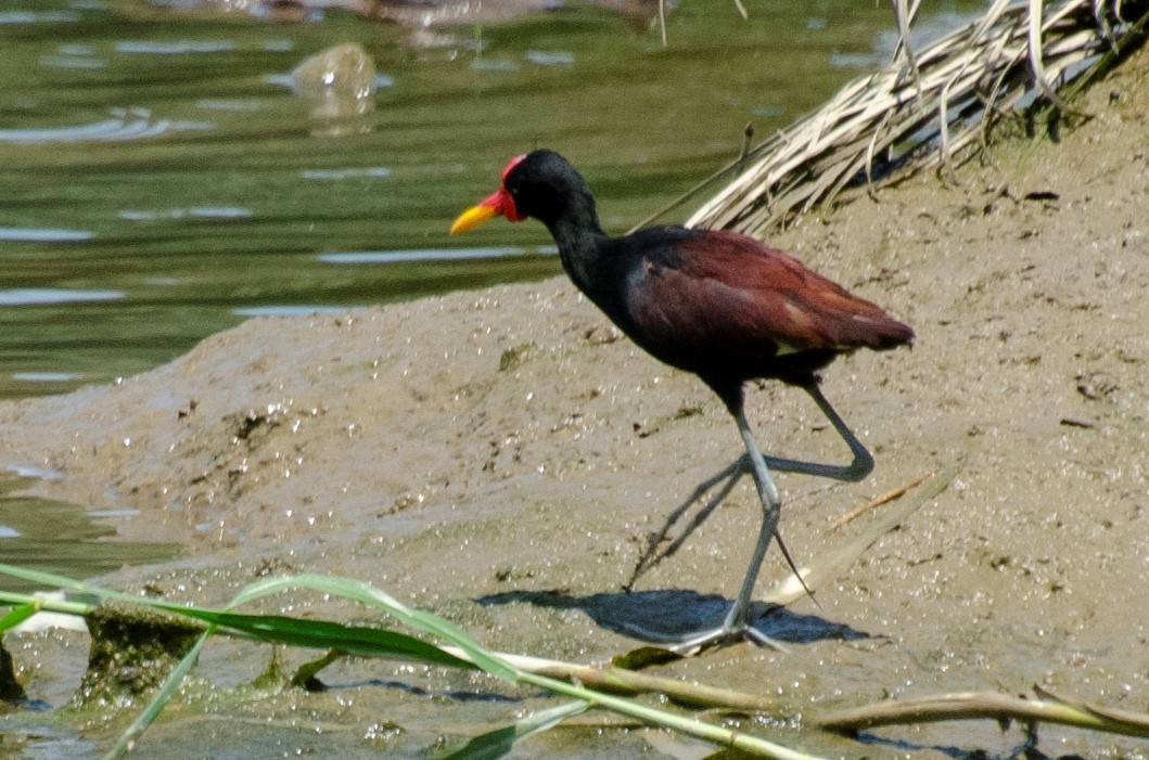 Wattled Jacana - Diego Martinez Aguirre