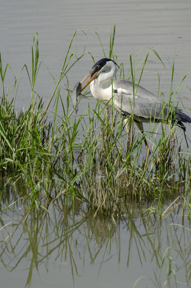 Cocoi Heron - Diego Martinez Aguirre