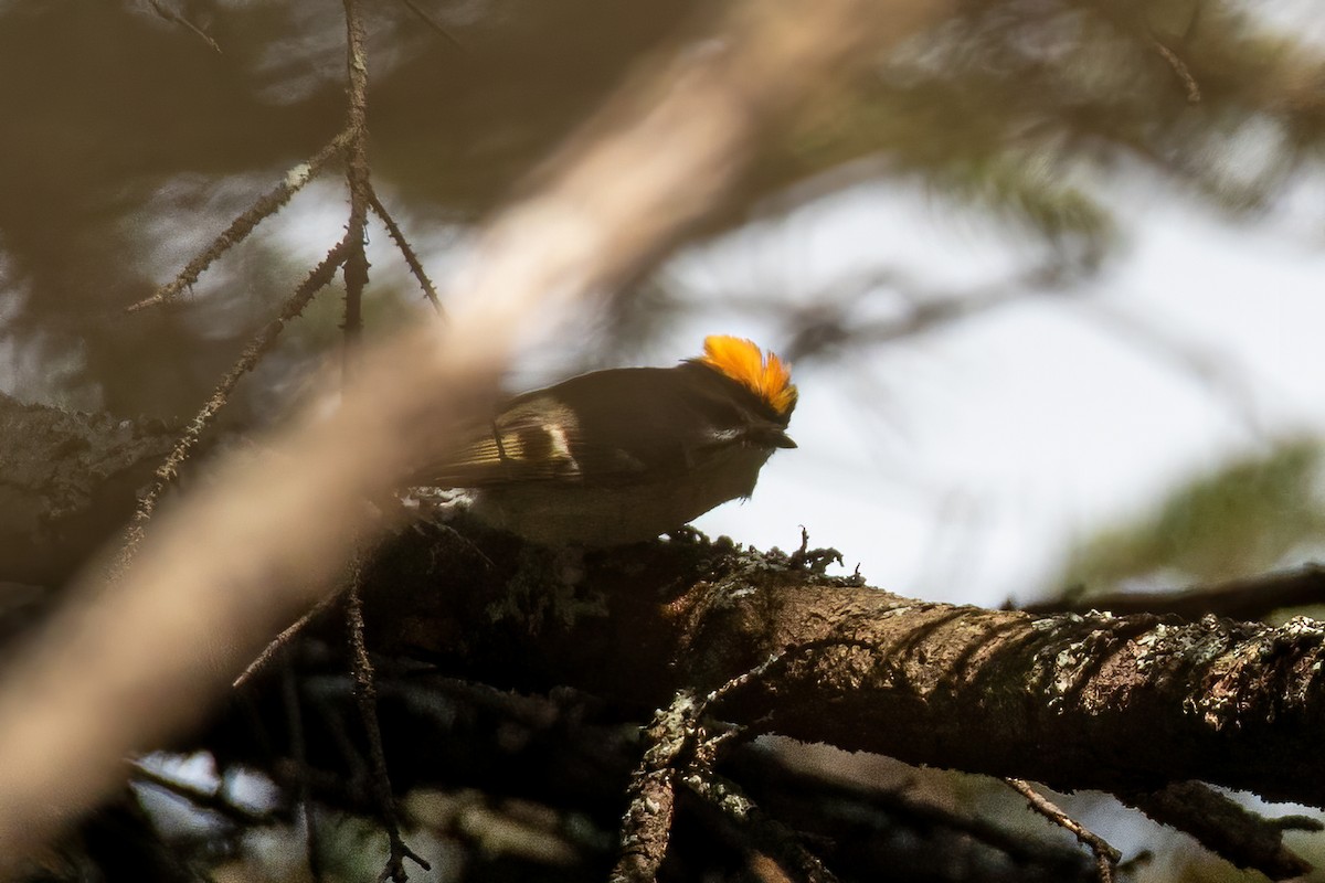 Golden-crowned Kinglet - ML336188251