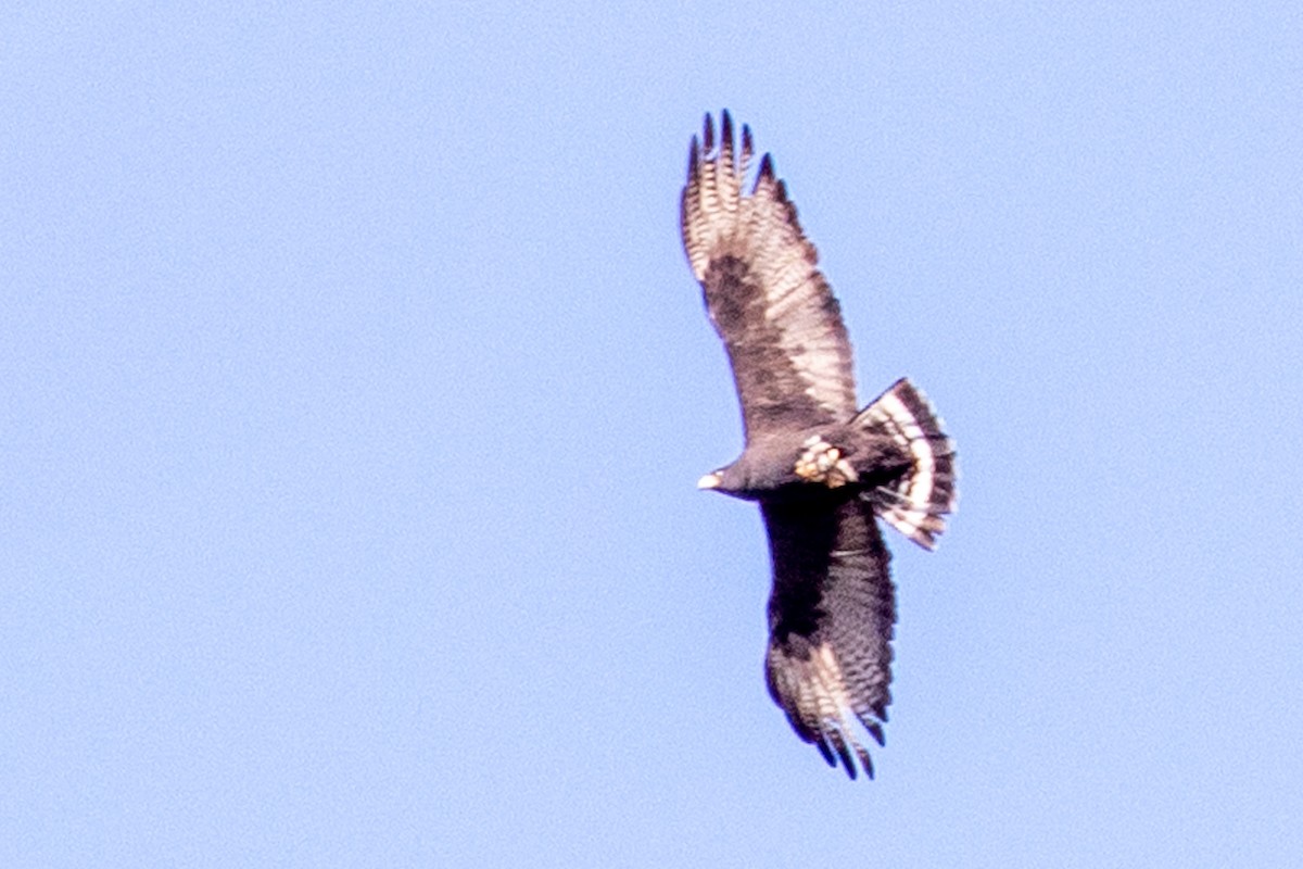 Zone-tailed Hawk - ML336189061