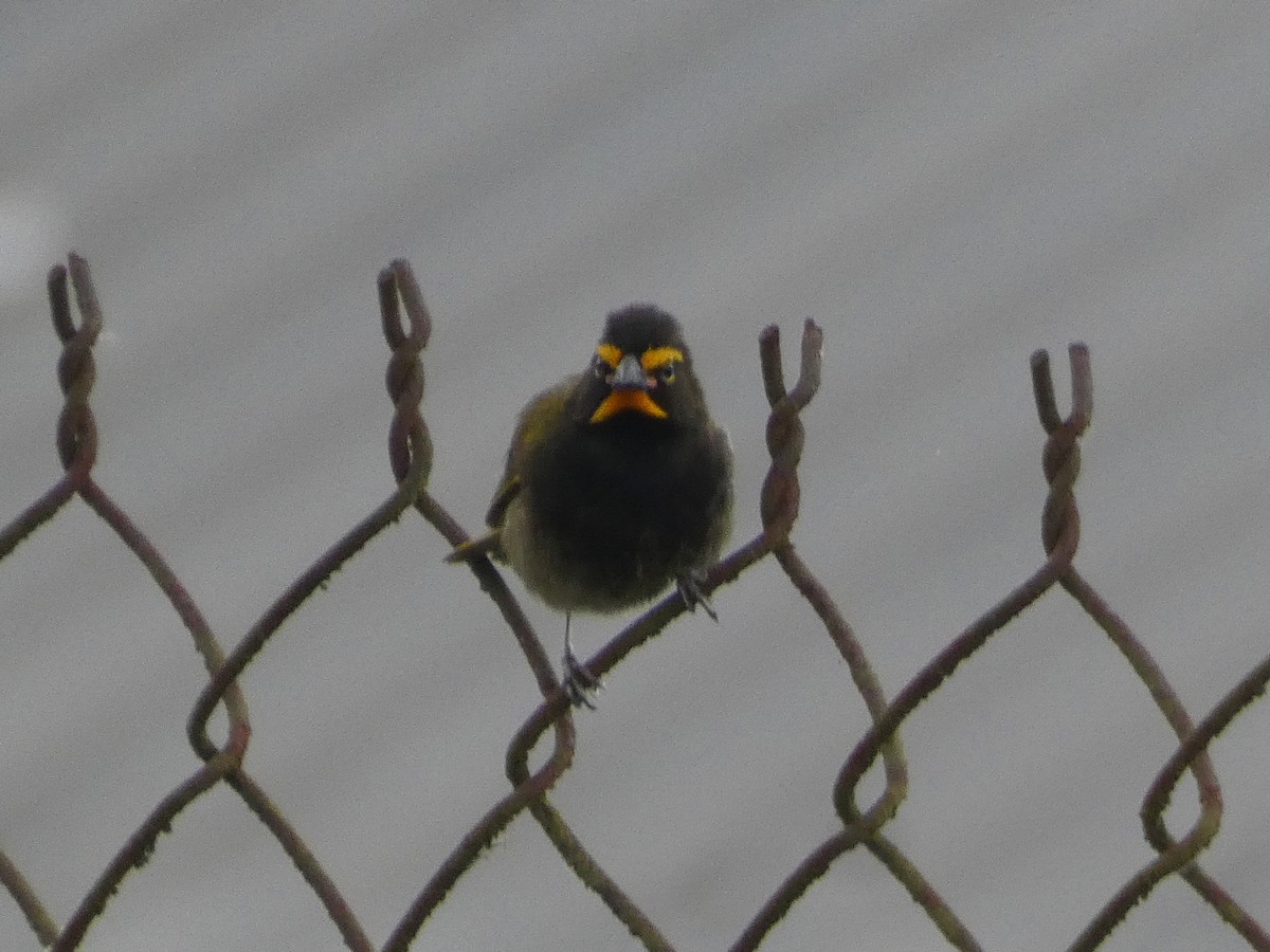 Yellow-faced Grassquit - Mary Jane Gagnier