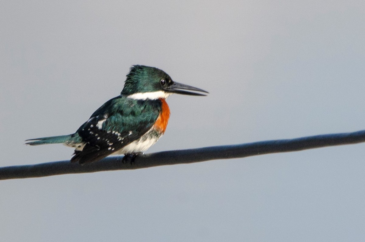 Green Kingfisher - Diego Martinez Aguirre