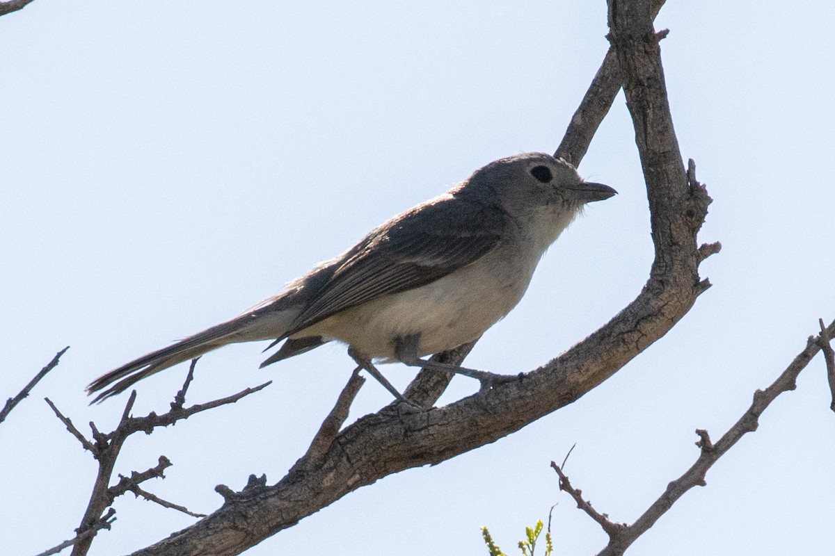 Gray Vireo - ML336189811