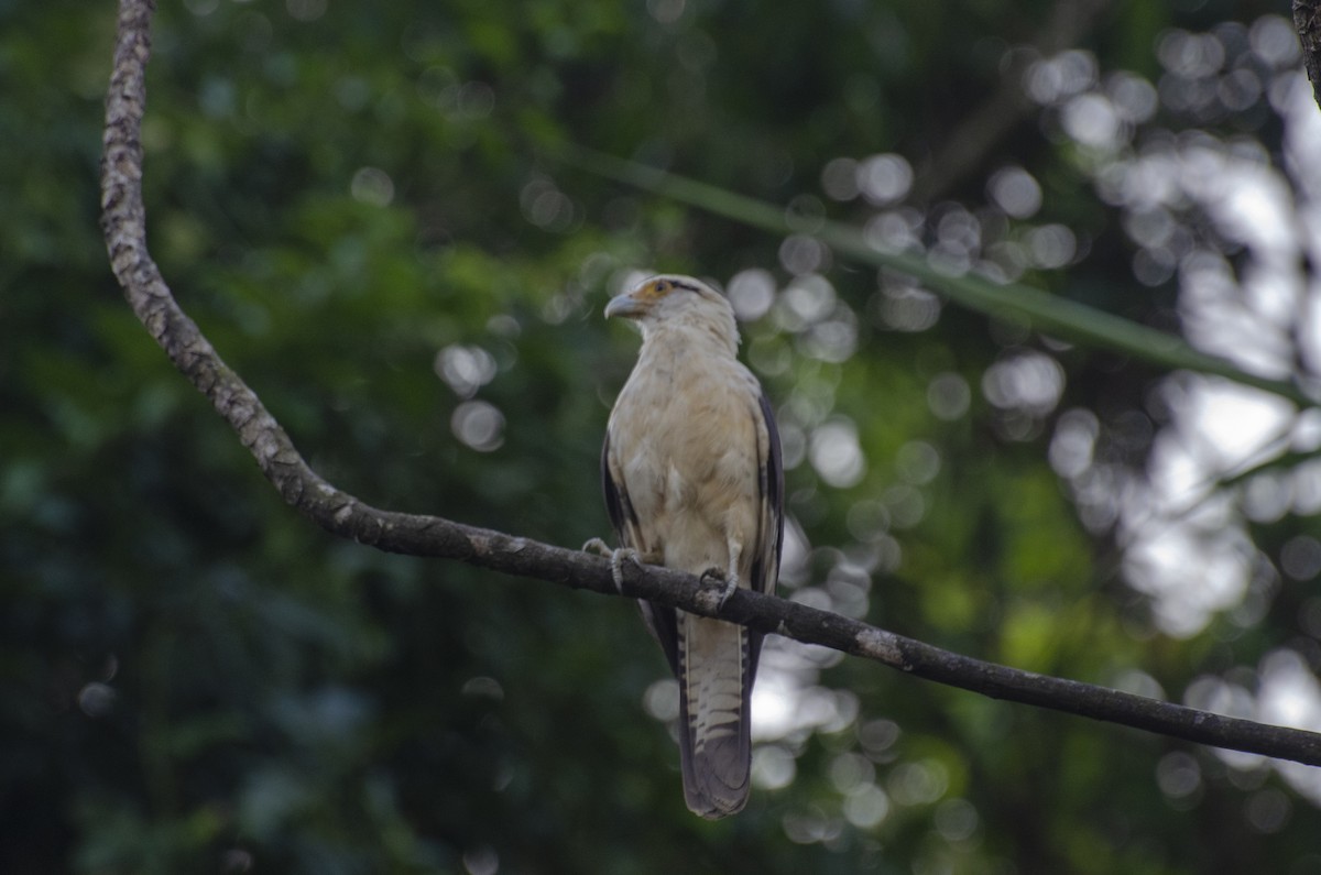 Yellow-headed Caracara - Diego Martinez Aguirre