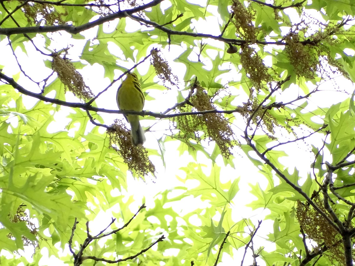 Prairie Warbler - ML336190471