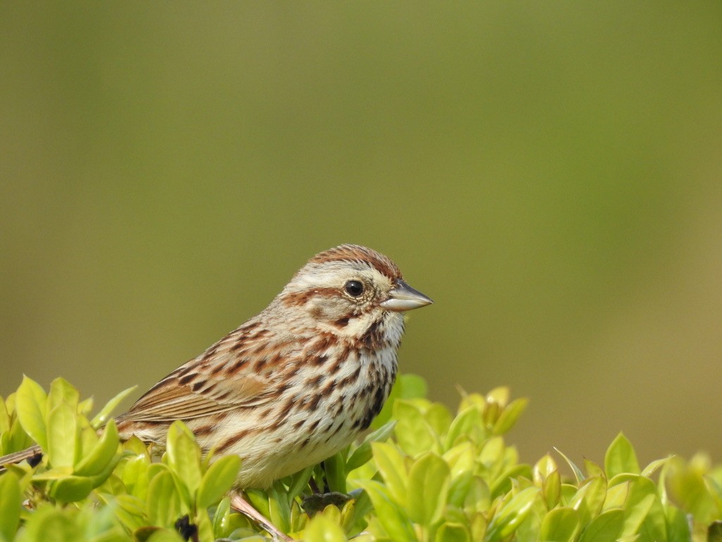 Song Sparrow - ML336190701