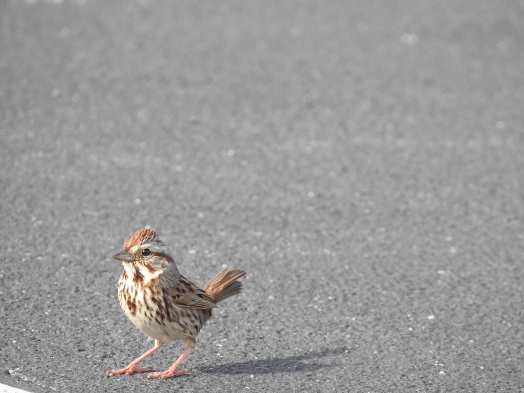Song Sparrow - ML336190821