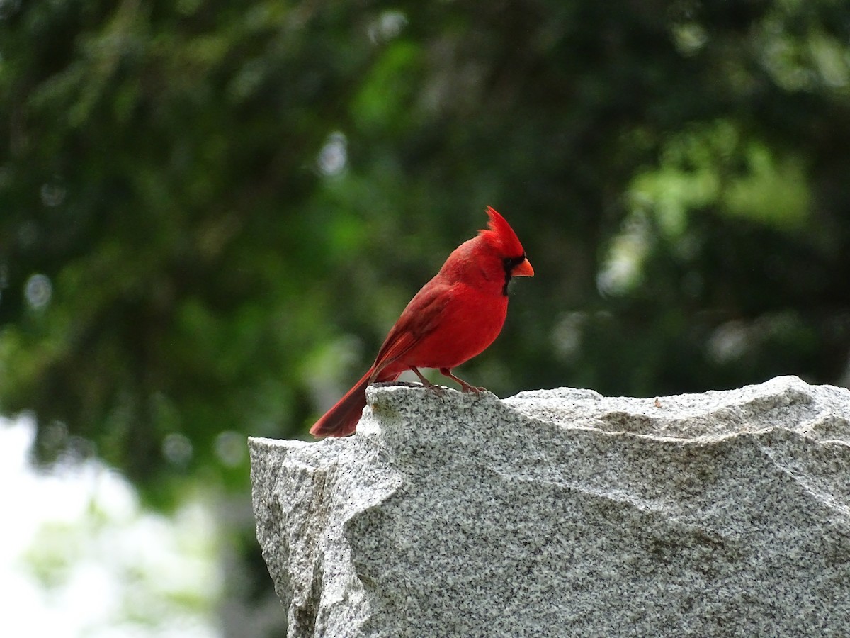 Northern Cardinal - ML336190921