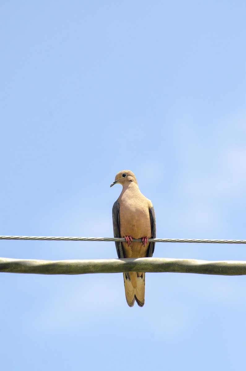 Pale-vented Pigeon - Diego Martinez Aguirre