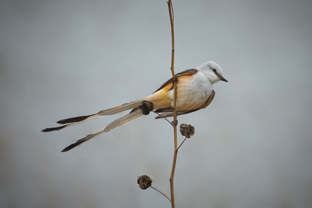 Scissor-tailed Flycatcher - ML336192061