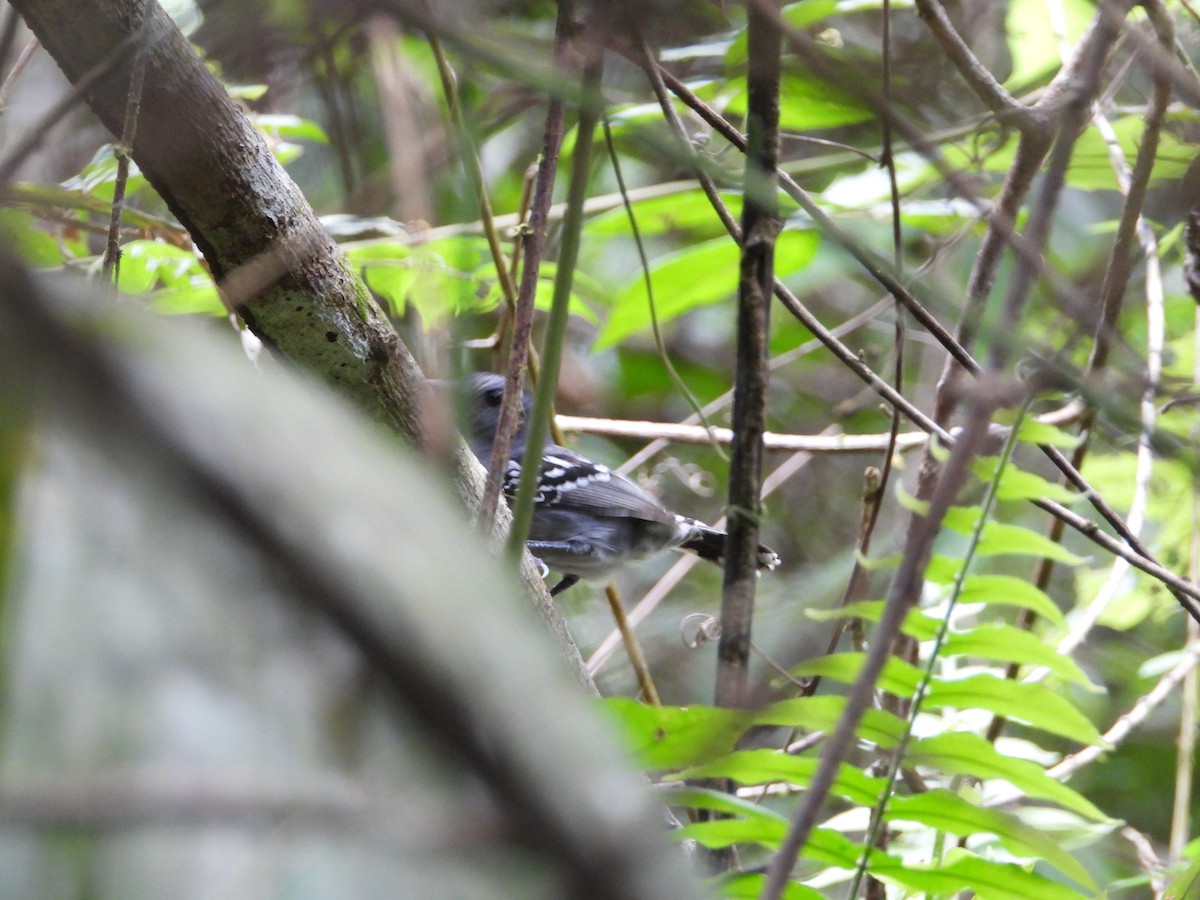 Black-crowned Antshrike - ML336192481