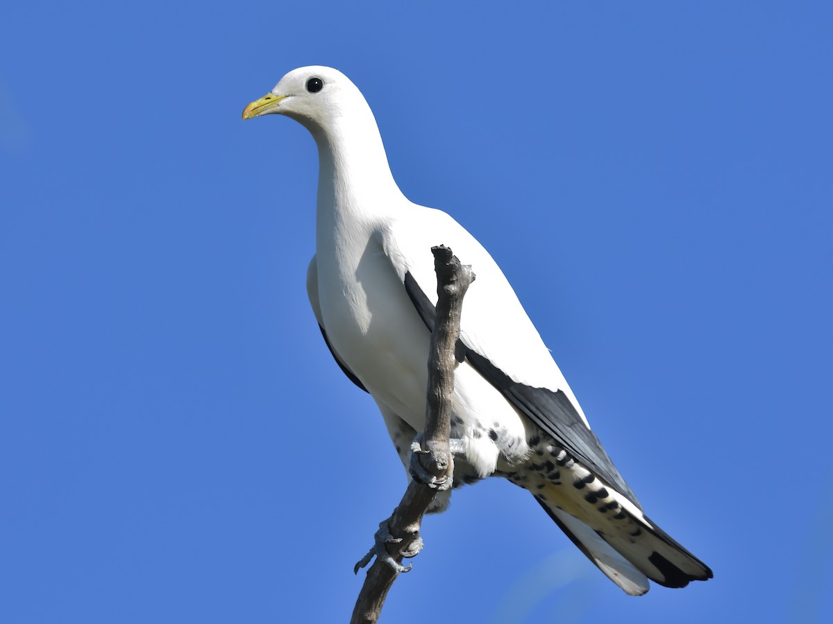 Torresian Imperial-Pigeon - ML336192661