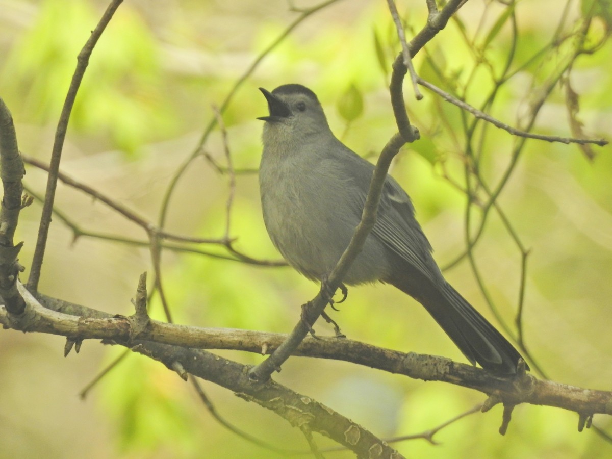 Gray Catbird - ML336192721