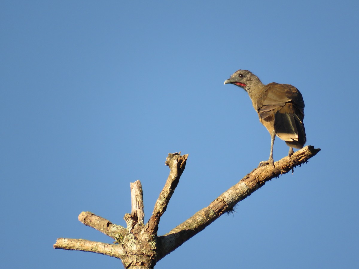 Chachalaca Norteña - ML33619361