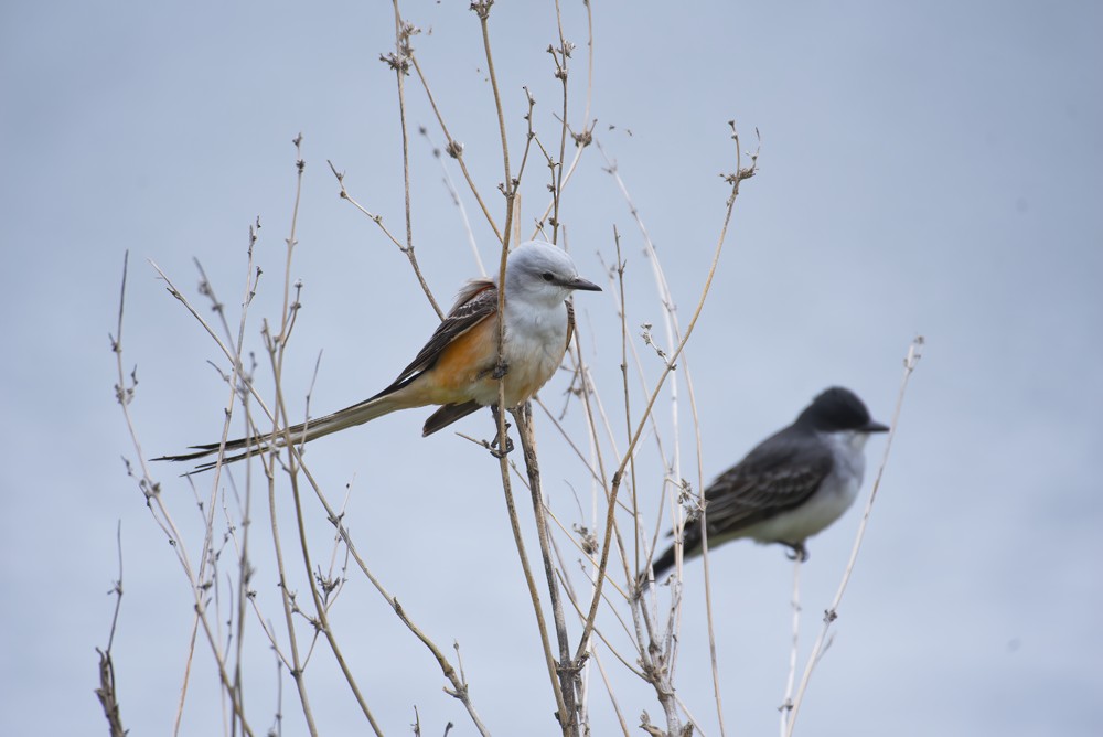 Scissor-tailed Flycatcher - ML336193811