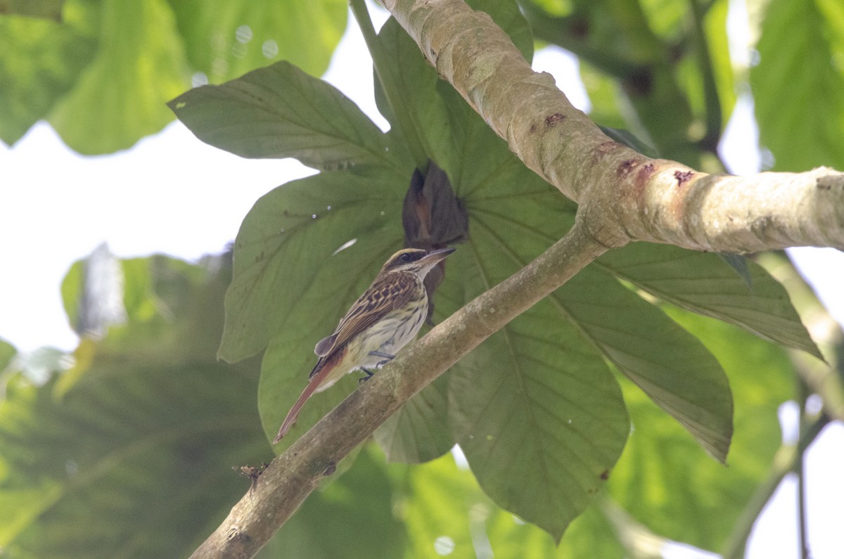 Streaked Flycatcher - Diego Martinez Aguirre