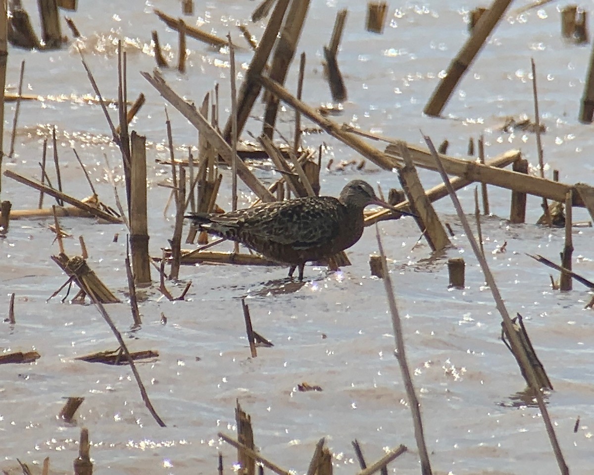 Hudsonian Godwit - ML336194491