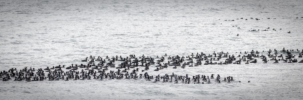 Surf Scoter - ML336194551