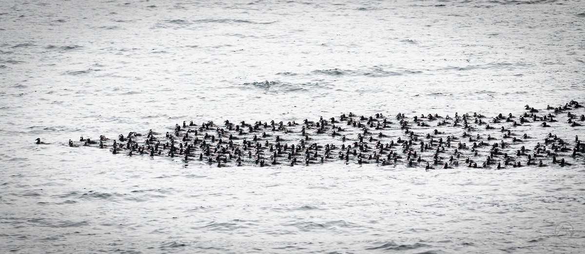 Surf Scoter - ML336194561