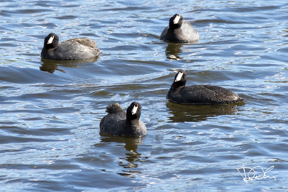 American Coot - ML336195401