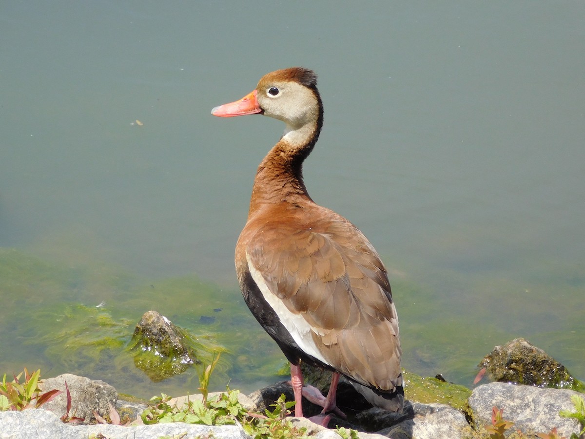 Black-bellied Whistling-Duck - ML336195411