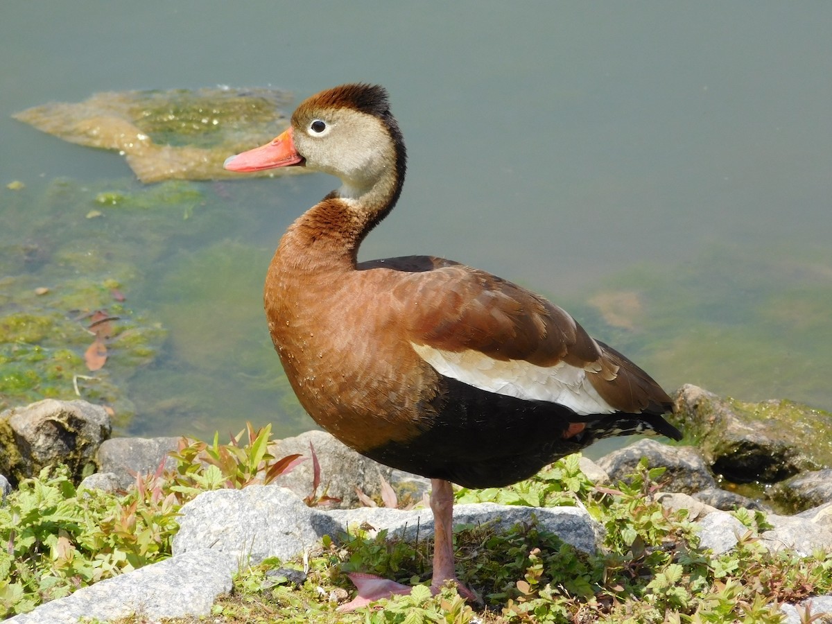 Dendrocygne à ventre noir - ML336195551