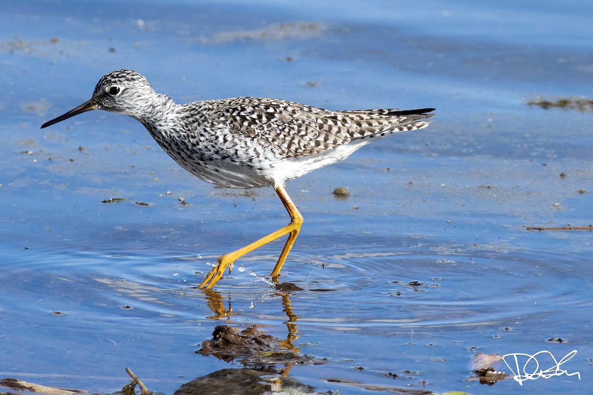 小黃腳鷸 - ML336195661